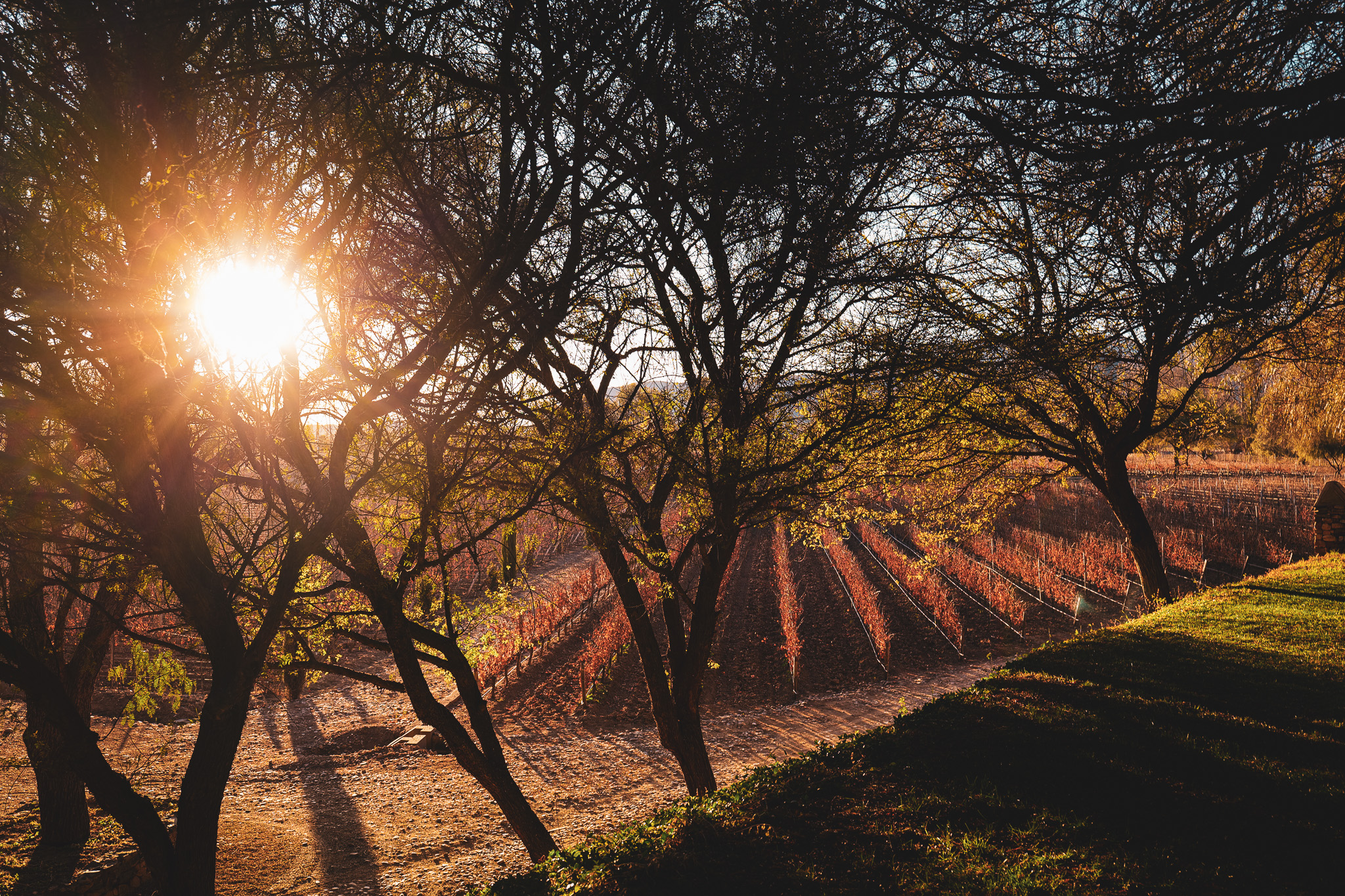 Aranjuez (Finca Origen), Bolivia cover