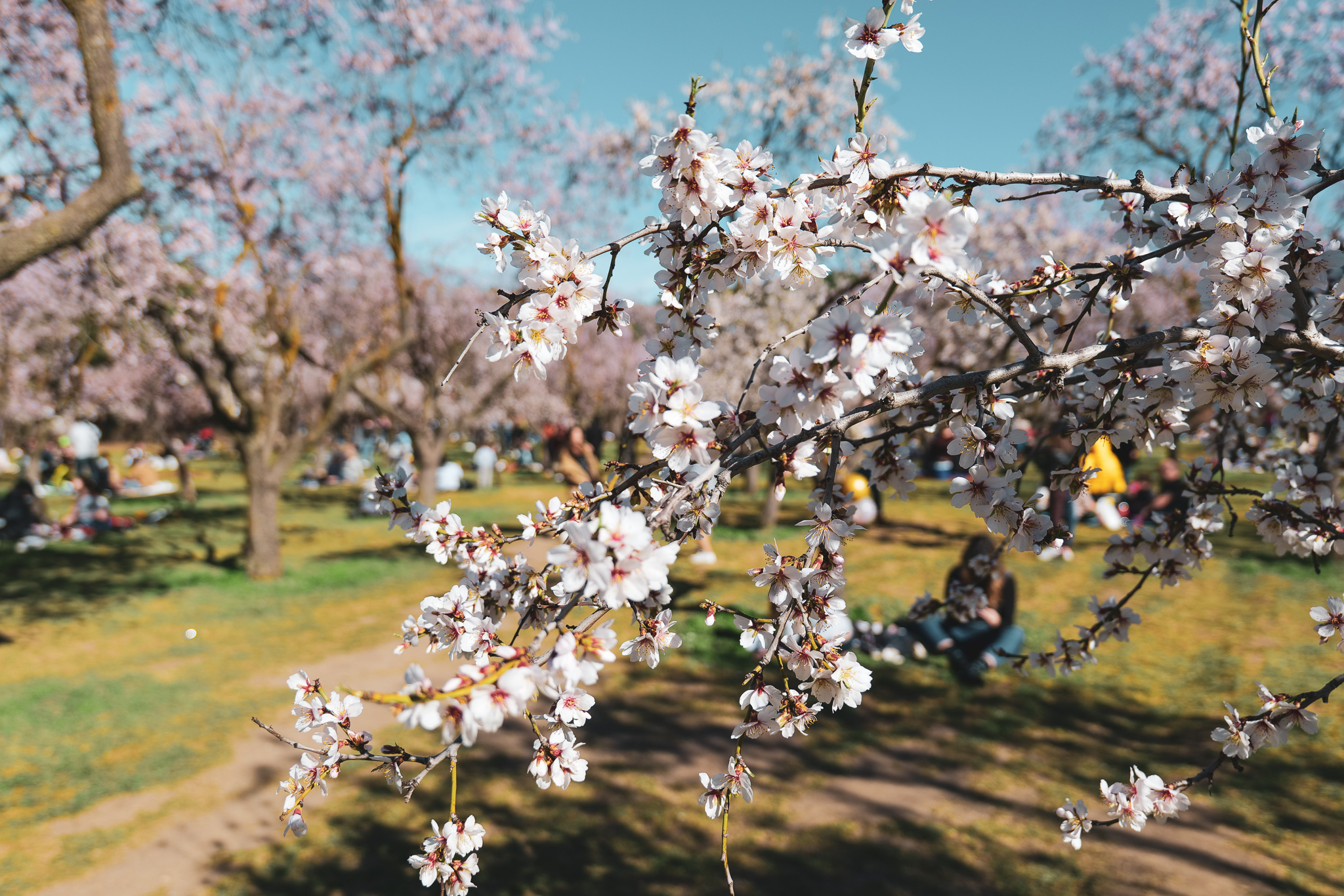 Quinta de los Molinos cover